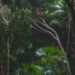 Fiji’s largest National park; swim in natural waterholes, and enjoy guided hikes from the Ministry of Forestry