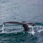 Wild Whales Vancouver aspires to be the best whale watching company in the area by focusing our efforts on training staff, educating guests and being respectful to all animals that they encounter. Their naturalists are passionate about their work and tireless in communicating ways in which we all can help to foster a healthier ecosystem