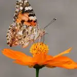 Follow winding paths through a tropical rainforest in this self-guided attraction while over 2000 butterflies flutter past. If you stand still a butterfly is surely to land on you!