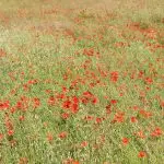 In Flanders Fields Museum: Uncover the rich history of Flanders Fields while getting an in-depth understanding of the invasion of Belgium and those that fought.